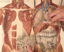 Anatomical Flap Books