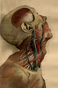 McClellan, Regional anatomy in its relation to medicine and surgery, 1892