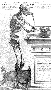 Andreas Vesalius. De humani corporis fabrica. Libri septem. Basel, 1543.